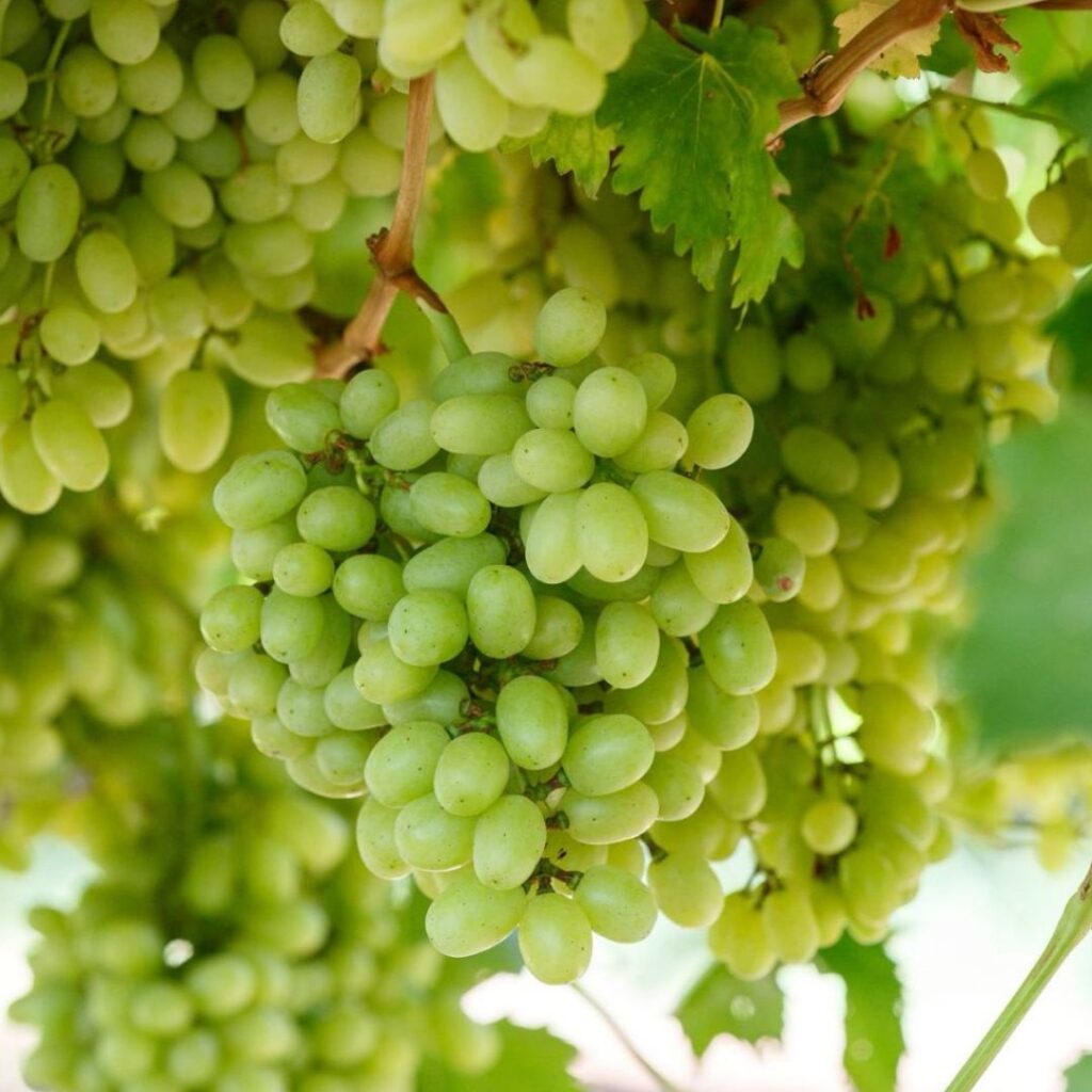 Thompson/White Grapes