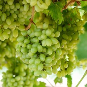 Thompson/White Grapes