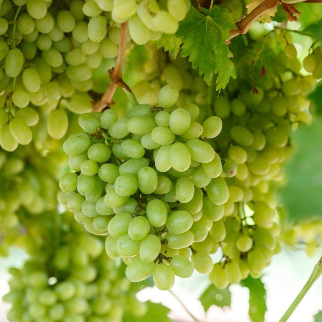 Thompson/White Grapes Thompson/White Grapes