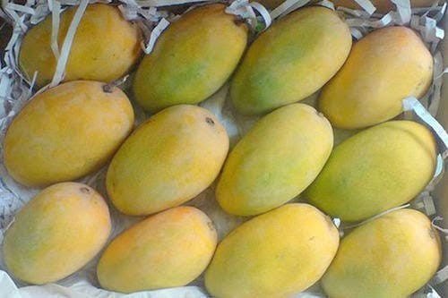 Jumbo Kesar Mango Jumbo Kesar Mango
